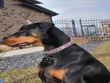 doberman pincher sitting with a plastic tag with a QR on it.